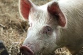Παραμείνετε συνεπείς στη δειγματοληψία μυκοτοξινών 